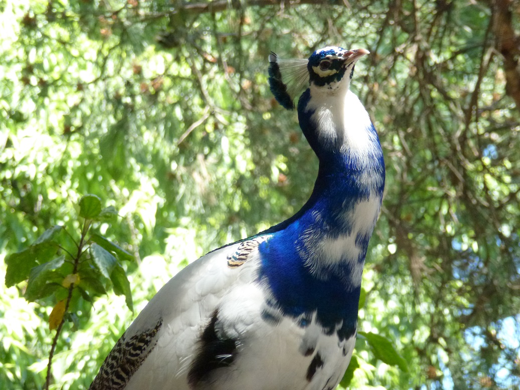 Peacock